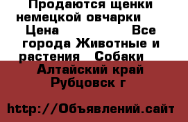 Продаются щенки немецкой овчарки!!! › Цена ­ 6000-8000 - Все города Животные и растения » Собаки   . Алтайский край,Рубцовск г.